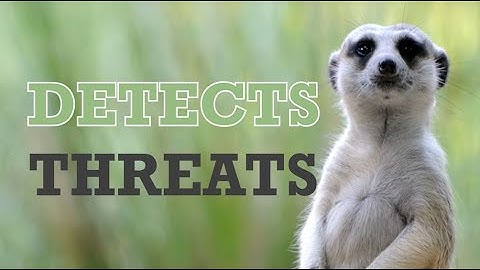 IBM FCM4: AI-powered Ransomware Detection...just like meerkats