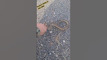 Bitten by aggressive gopher snake #herping #snake #herps