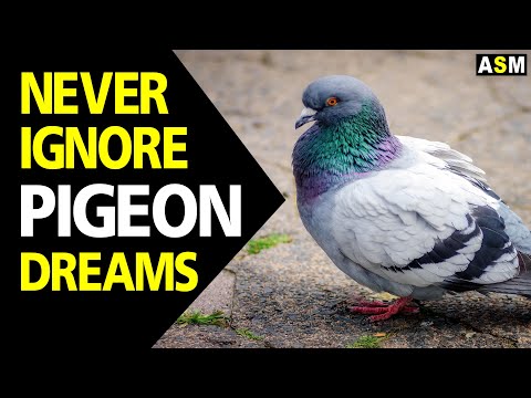 What does Pigeon