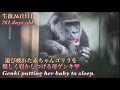 たくさん遊んで疲れた赤ちゃんゴリラのサンタロウを、優しく寝かしつける母ゲンキ♪⭐️Gorilla【京都市動物園】Genki putting her baby Santaro to sleep.