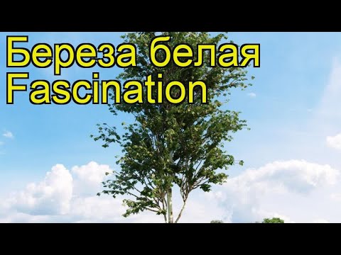 Береза белая Фасинашин. Краткий обзор, описание характеристик betula albosinensis Fascination Береза белая Фасинашин. Краткий обзор, описание характеристик betula albosinensis Fascination
