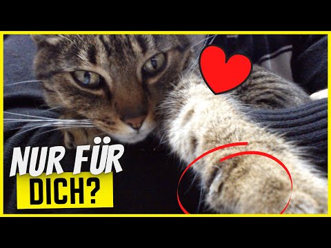 Video: Belastet Ihr Privatleben Ihre Katze?