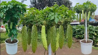 menanam pare di halaman rumah panen melimpah || how to plant bitter gourd from seed to harvest