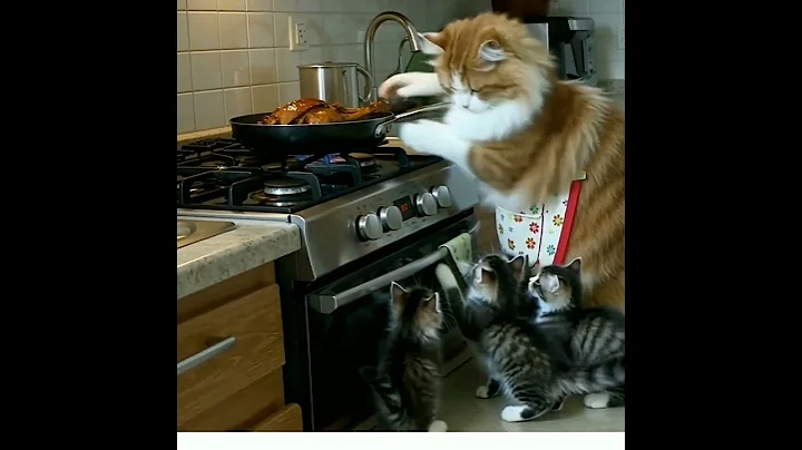 Video 11362551: cat kitten animation meow, cats kittens meowing cute, funny cats kittens meowing