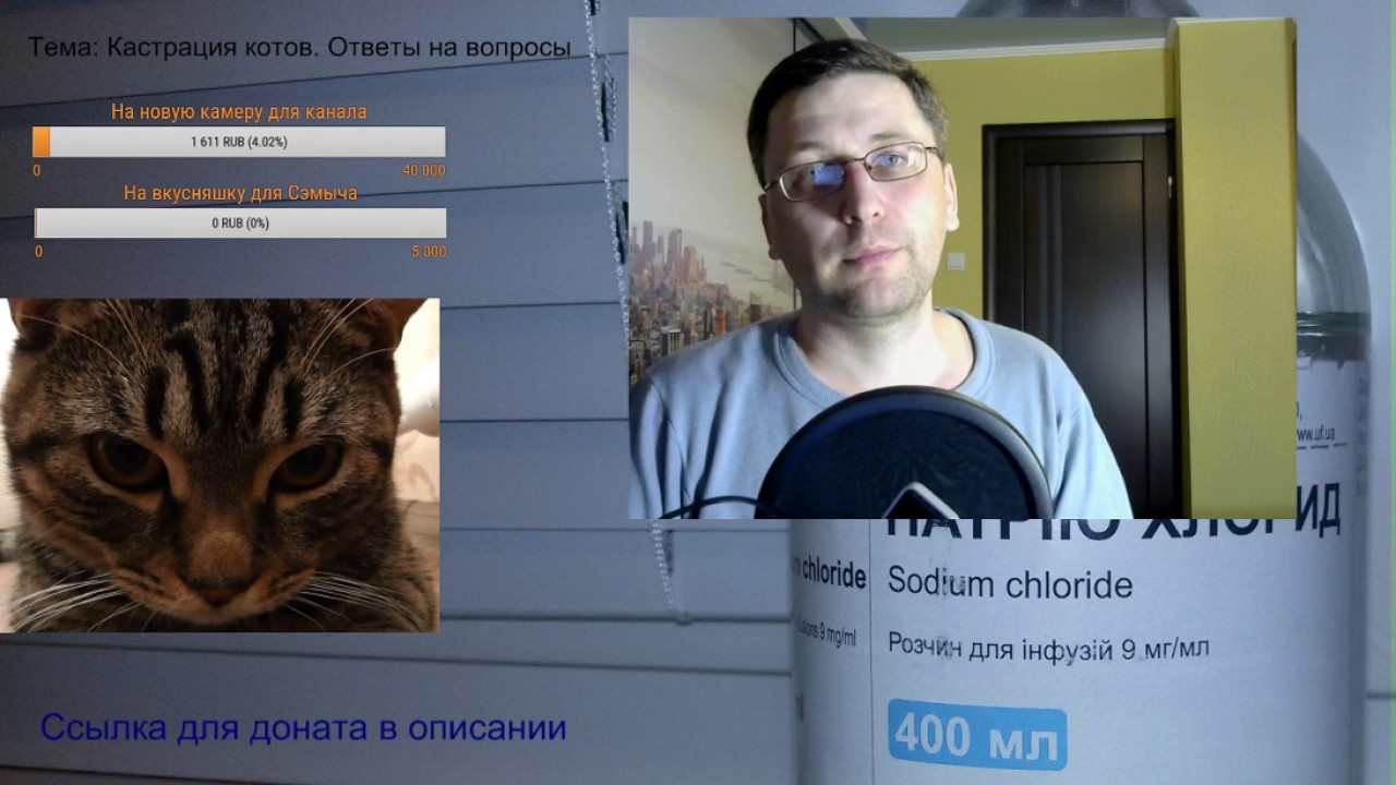 Кастрация кота. Когда кастрировать кота. Осложнения. Ответы на вопросы