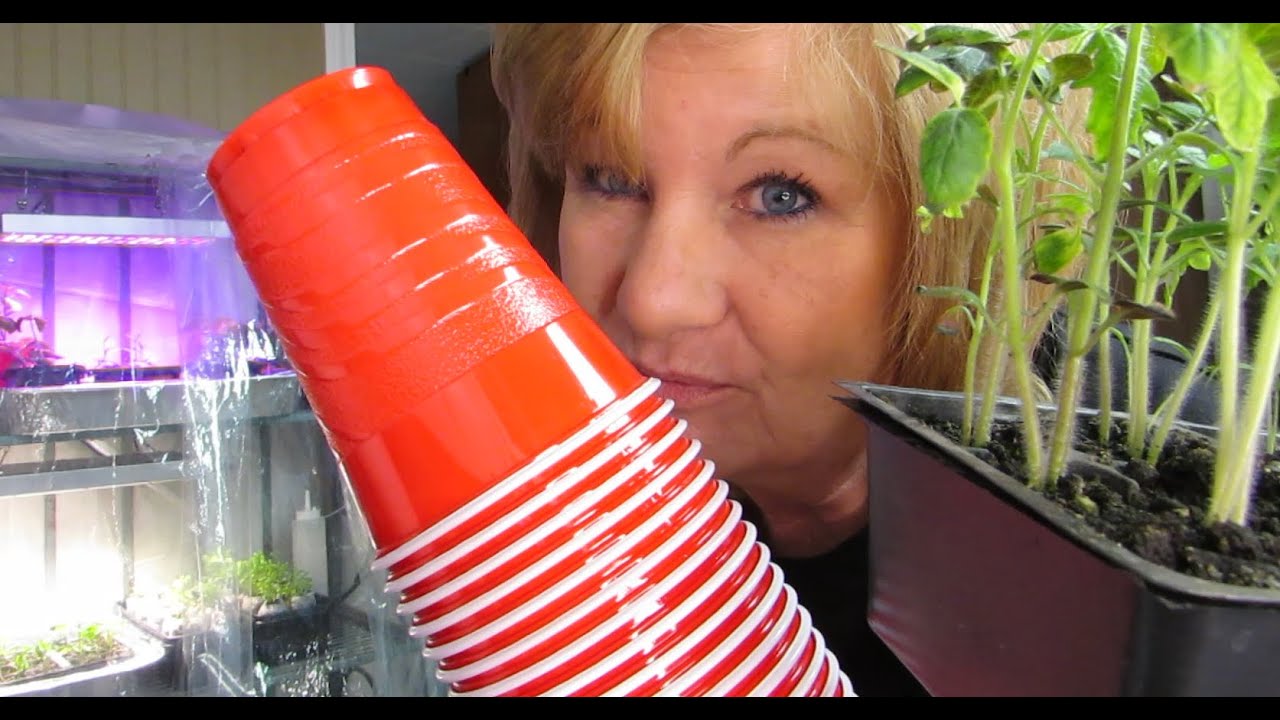 Easy Way To Grow Tomato Plants
