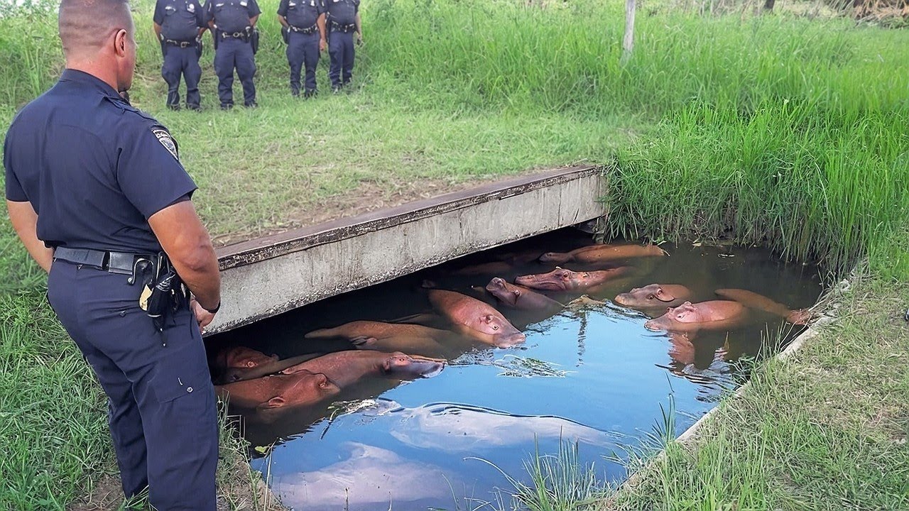 60 Странных Явлений, Которые Происходят Прямо Сейчас по Всему Миру