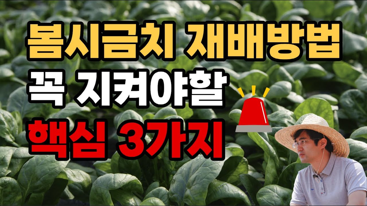 봄 시금치 씨앗 파종 및 재배방법｜중부·남부지방 심는시기 총정리