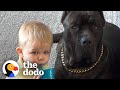 Baby Grows Up With His 125-Pound Dog | The Dodo Soulmates