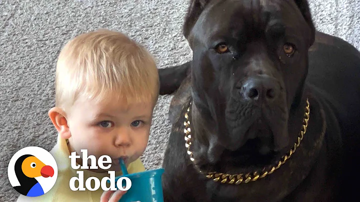 Baby Grows Up With His 125-Pound Dog | The Dodo Soulmates - DayDayNews