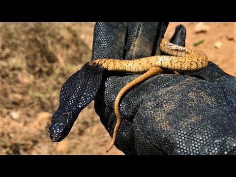 Catching Cobras in