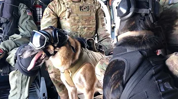 Militant Dogs Skydive From Plane