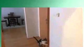 Кот сам двери открывает Юмор! Прикол! Смех Кот сам двери открывает Юмор! Прикол! Смех