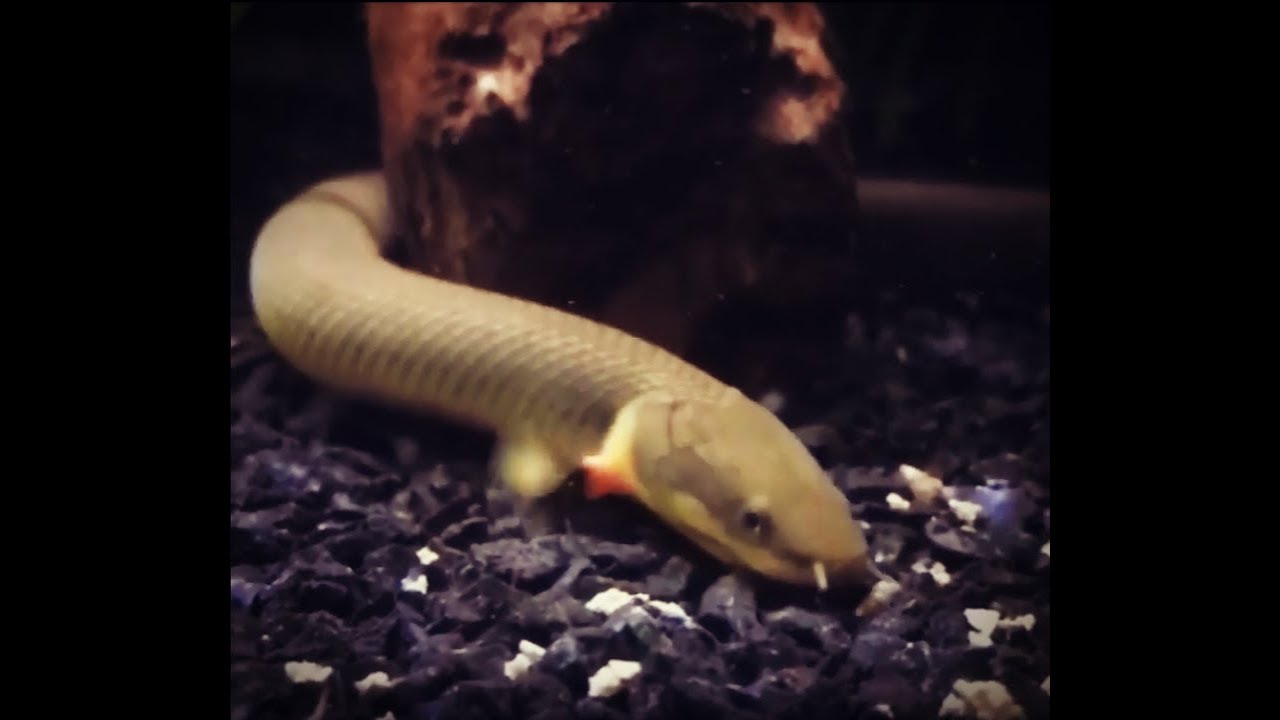 Rare African Ropefish (1) YouTube