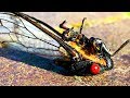 Cicada Life & Death 2 Whole Cicada Season Part 2 EDUCATIONAL VIDEO