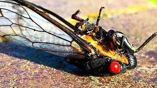 Cicada Life & Death 2 Whole Cicada Season Part 2 EDUCATIONAL VIDEO