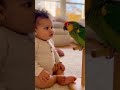 الطفل يحاول تقليد الببغاء والببغاء يرد عليه