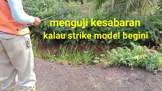 Ikan Gabus Menguji Kesabaran Mancing Ambyar Banyak Moncel
