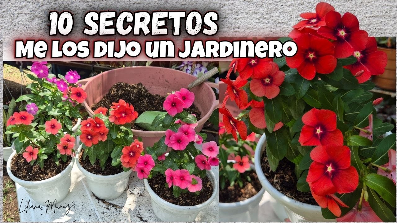 🤩10 SECRETOS PARA QUE LAS VINCAS NO SE MUERAN me lo dijo un jardinero/Liliana Muñoz