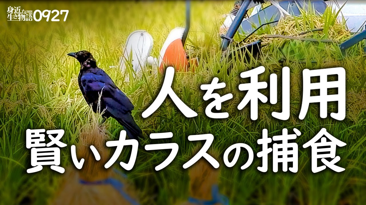 0927 カラスの捕食と餌隠し カエルやバッタが食べられる カルガモ悲劇の奇形 バン雛 若鳥 モズの鳴き声 ムクドリとオナガが柿を食べる 今日撮り野鳥動画まとめ 身近な生き物語 身近な生き物語 いきものがたり ブロマガ