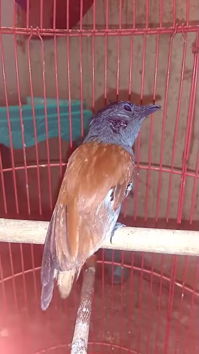Burung tali pocong / sriwang