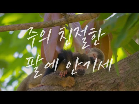 [찬미가 529장] 주의 친절한 팔에 안기세(What A Fellowship)｜hymn