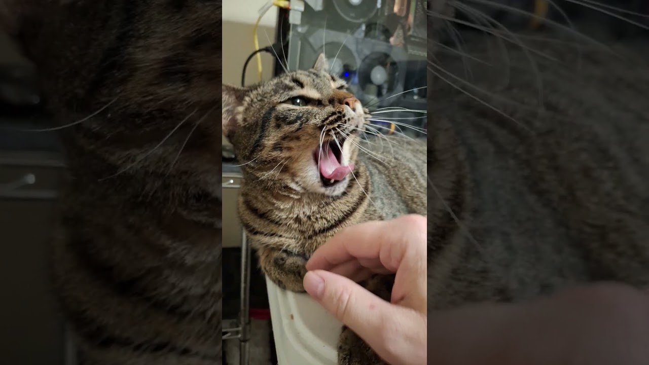 Why does my cat lick me? 