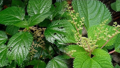 Cây lá han - Ác mộng của núi rừng | Thịnh Nông Nghiệp