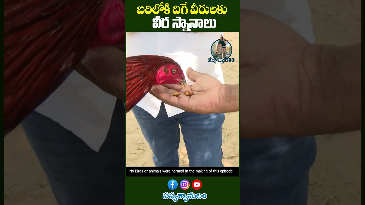 బరిలోకి దిగే వీరులకు వీర స్నానాలు..Medicinal Bath for Pandem kodi #pandemkodi #natukodi