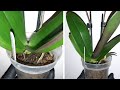 Корневая Гниль | Лечим Корни Орхидеи | Посадка Орхидеи | Phal. Yellow Tiger