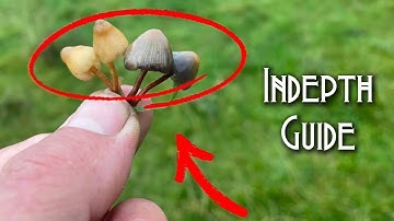 Liberty Cap | Identification Features