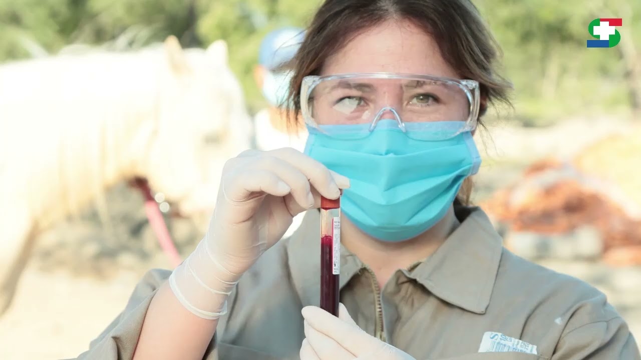 Toma de muestra de sangre en Equinos