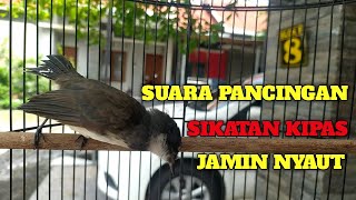 PANCINGAN SIKATAN KIPAS GACOR DIJAMIN NYAUT CUMA DALAM HITUNGAN DETIK