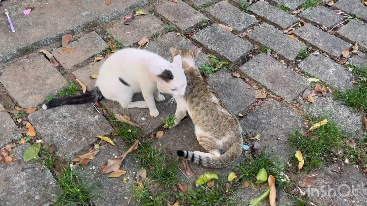 Angry male cats warming up for fighting|78| 