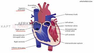 Cardiac Embryology - 1. Normal cardiac development