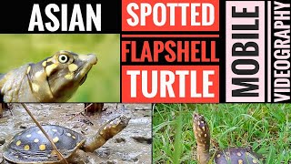 Asian Spotted Flapshell Turtle are looking for more water || Mobile Videography || Saimon Bhuiyan screenshot 1