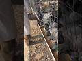 Hundreds of Pigeons Feeding Together! 😲🐦 Amazing Farm Setup! #pigeonfarm #animals #viral #shorts