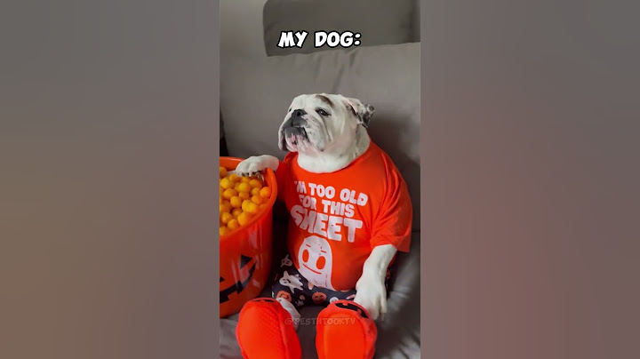 Other Dogs vs My Pets #dog #puppy #animals #pets #cat #funny #fun #doglover