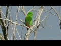 Serindit Jawa ~ Javan Hanging Parrot ( Loriculus Pusillus)