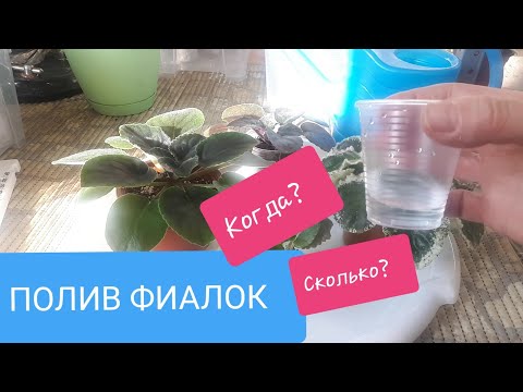 ПОЛИВ Фиалок? Когда