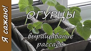 ОГУРЦЫ. Выращивание рассады. Я сажаю.