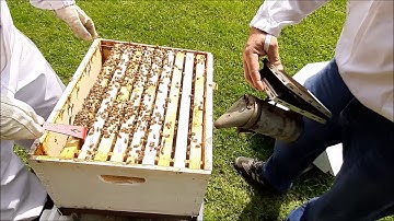 Hive 3 Inspection and Honey Super Installation with Queen Excluder