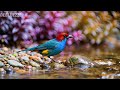🔴 LIVE: Healing Piano &amp; Gentle Bird Sounds 🕊️ Mindfulness Music for Stress