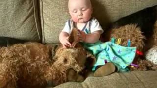 Airedale Terrier and baby  Ear scratches with Ptolemy