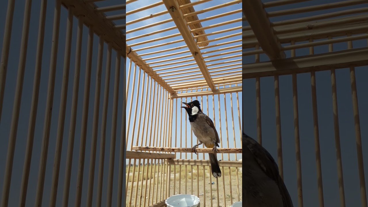 ندهات فتح بلابل خامات لاتنسو الاشتراك بقناتي بلابل باسم هندي ابو محمد