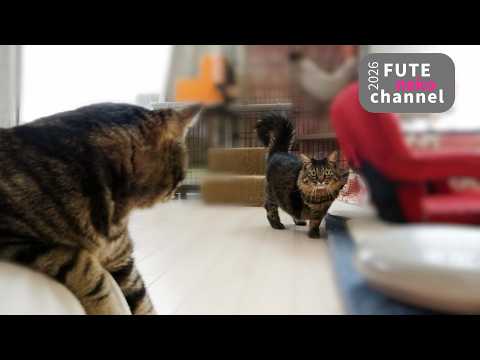 ふてねこchannel - YouTube