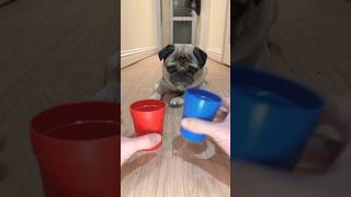 How Smart are Dogs? #dog #doglover #pug