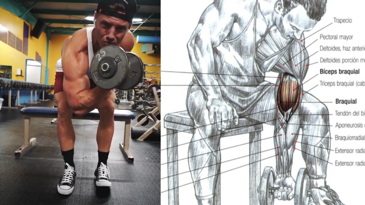 Ejercicios para el biceps