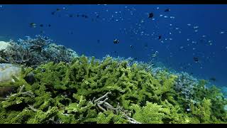 Acropora affinis at Kicha Island, Solomons, Dec 25 2023 (4K)