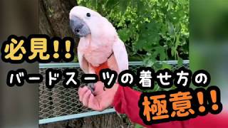 バードスーツ(鳥さんのオムツ)の着せ方